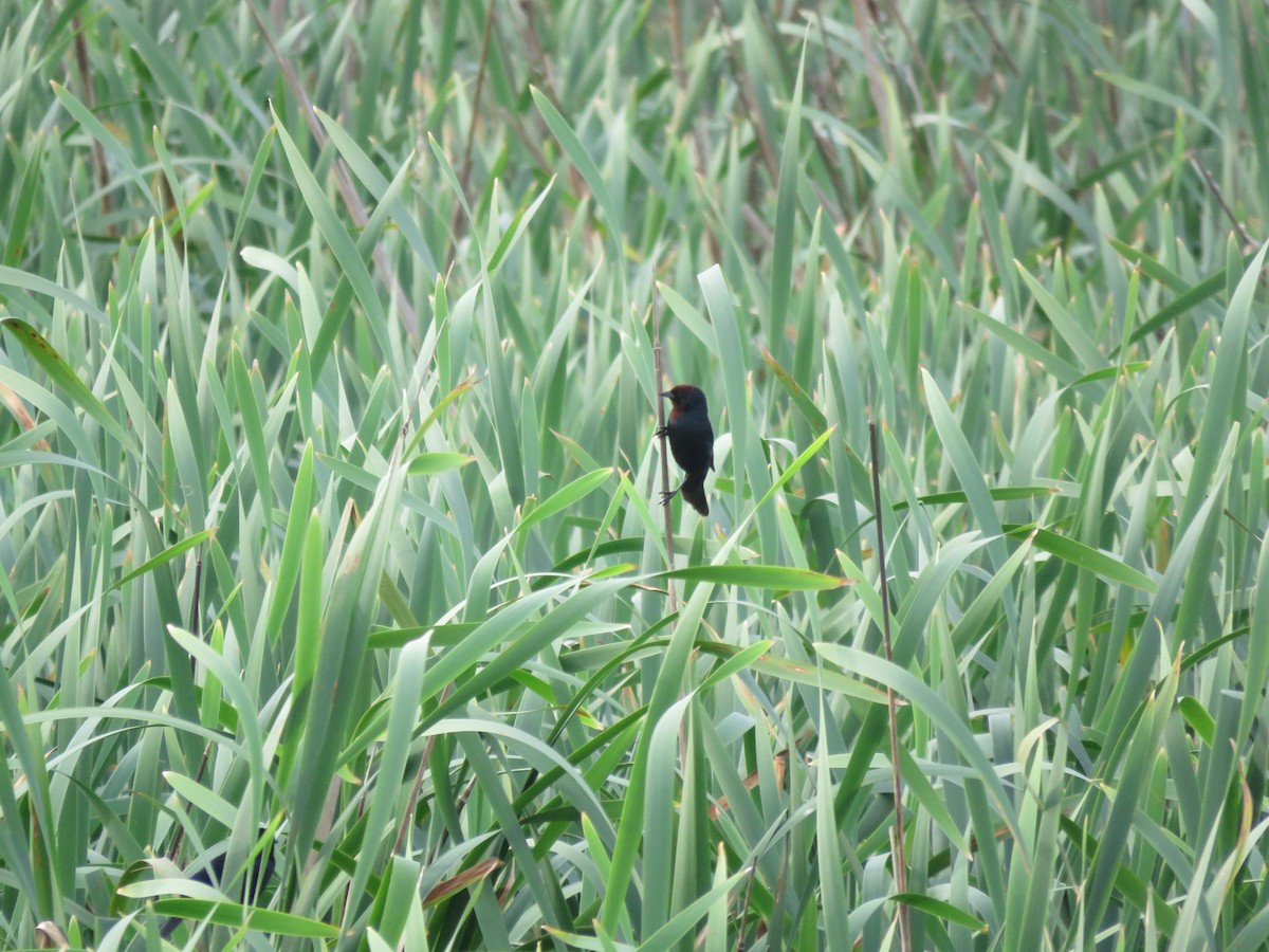 Chestnut-capped Blackbird - ML642118952