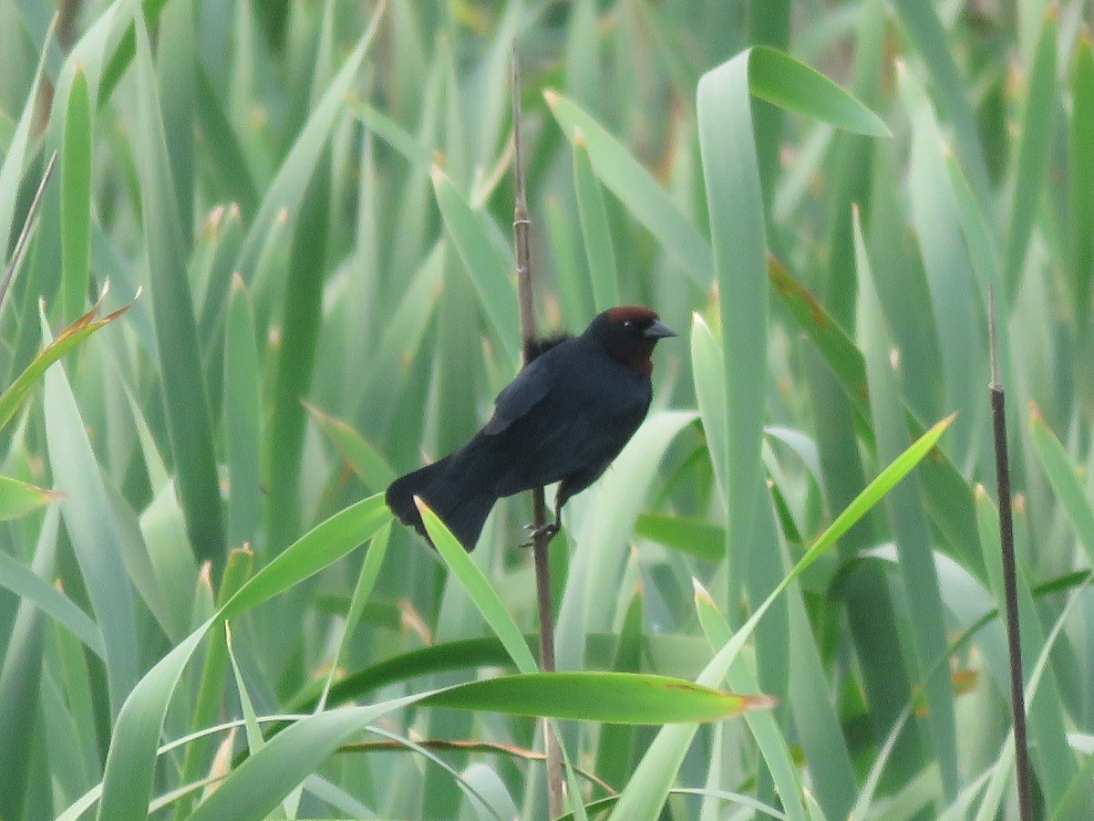 Chestnut-capped Blackbird - ML642118953