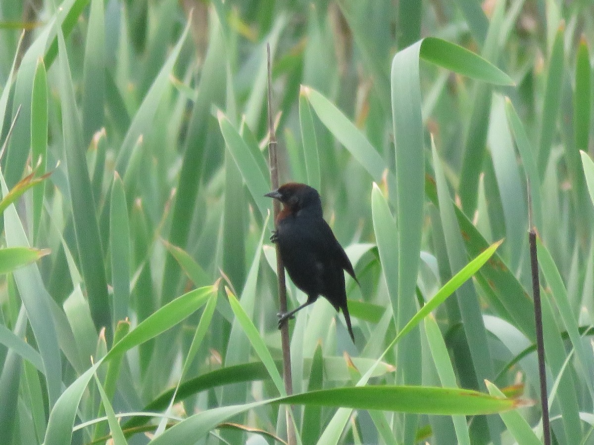 Chestnut-capped Blackbird - ML642118954
