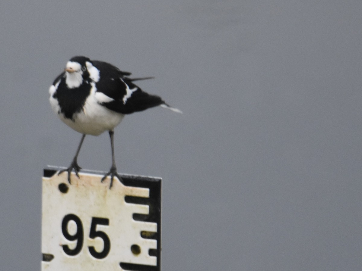 Magpie-lark - ML642118969