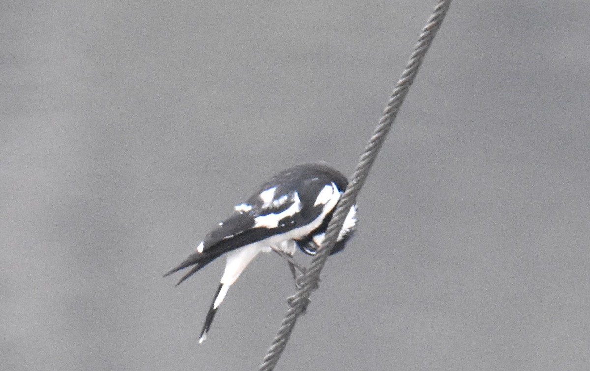 Magpie-lark - ML642118971