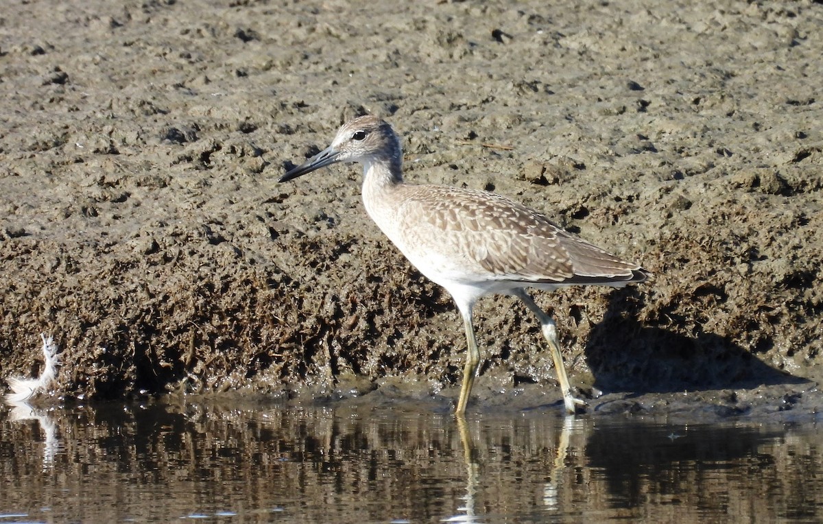Willet - ML642118974