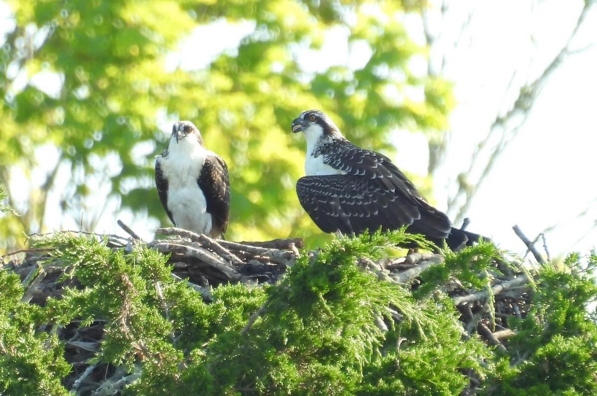 Osprey - ML642118981