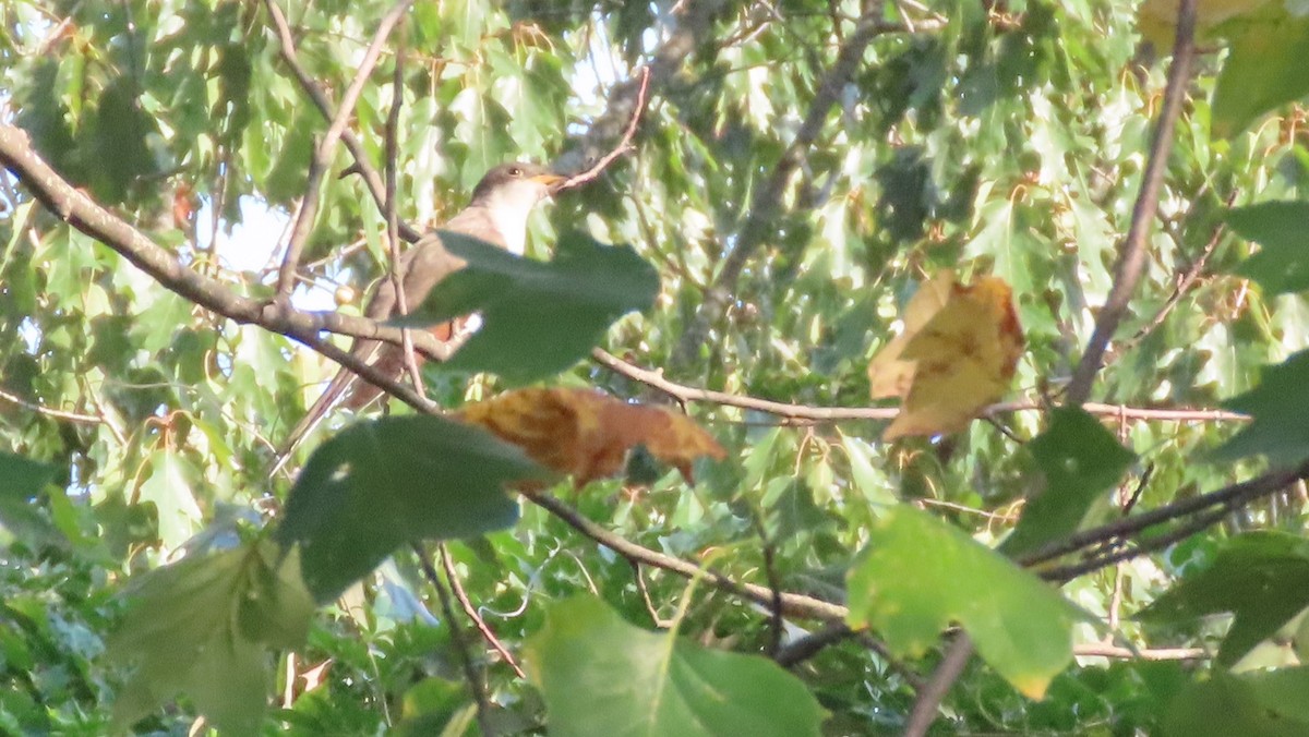 Yellow-billed Cuckoo - ML642118997