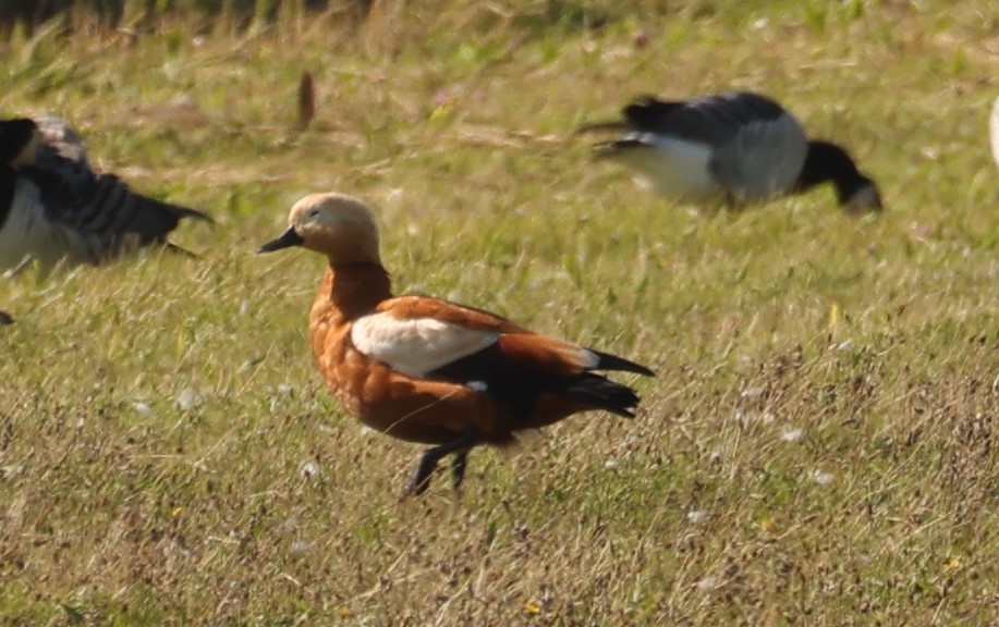 Ruddy Shelduck - ML642118999