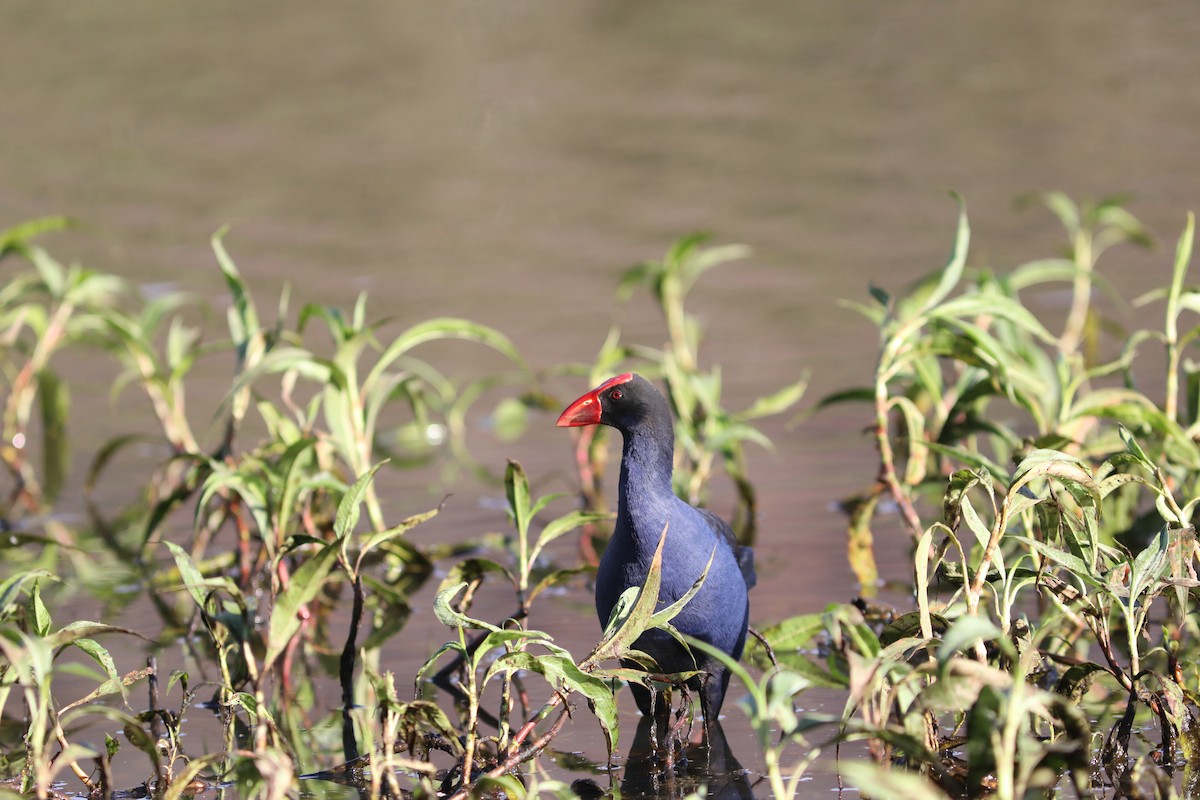 Australasian Swamphen - ML642119000