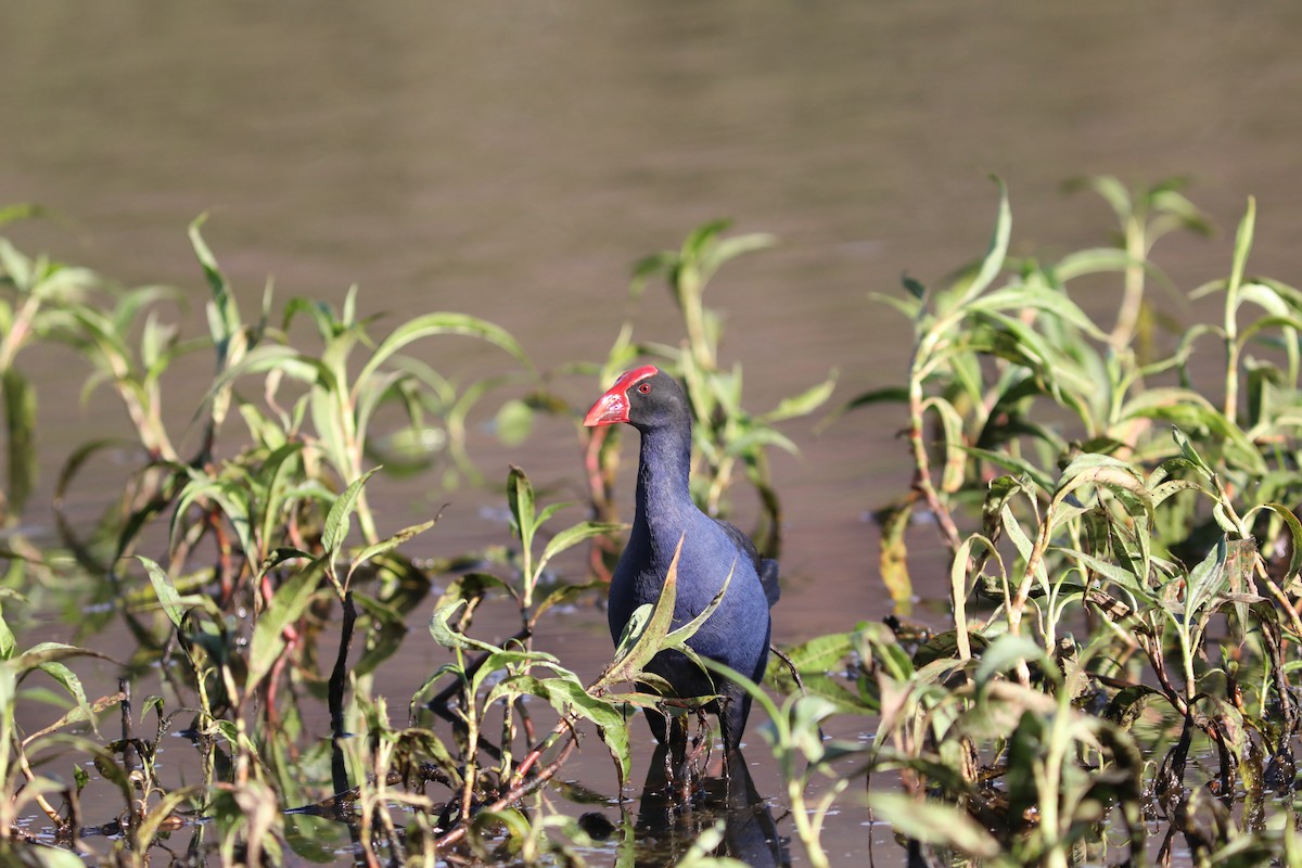 Australasian Swamphen - ML642119001