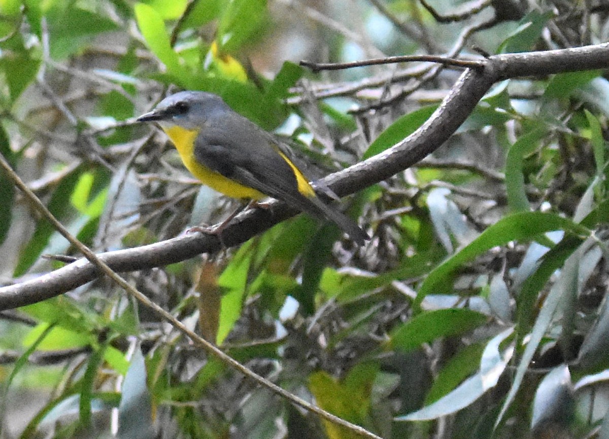 Eastern Yellow Robin - ML642119008