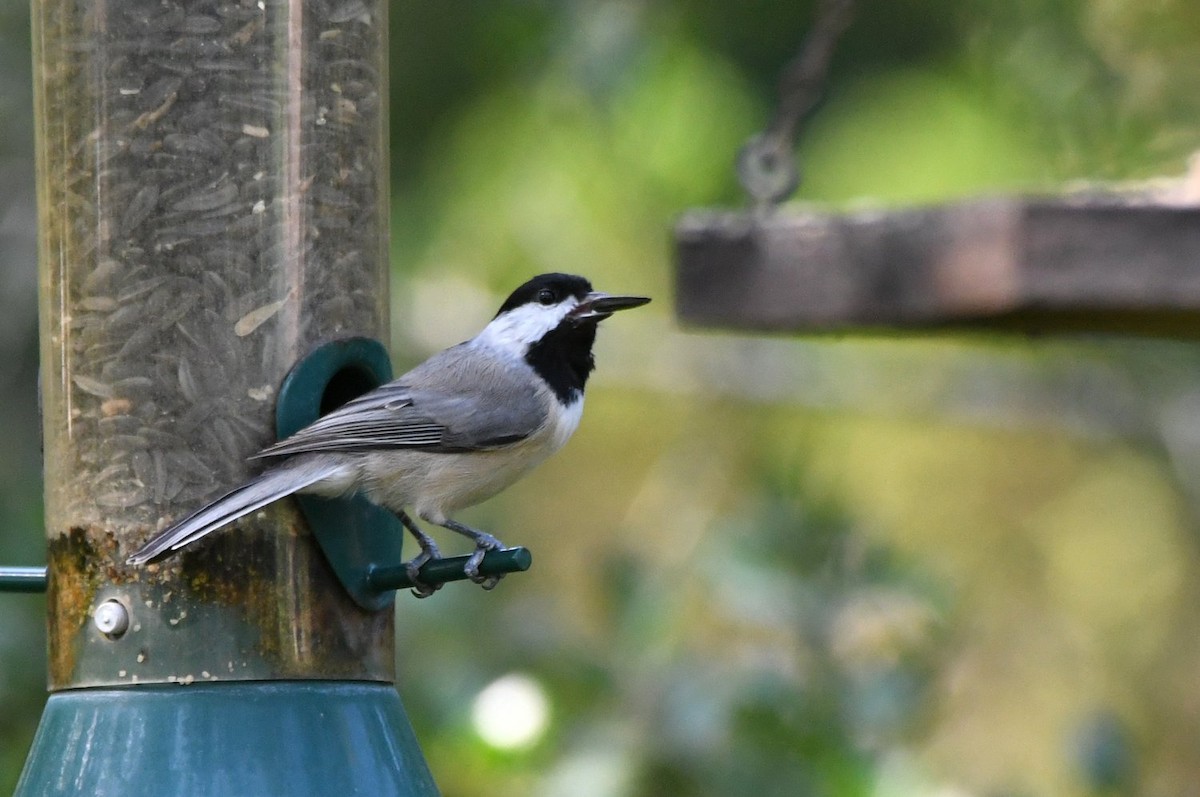 Carolina Chickadee - ML642119031