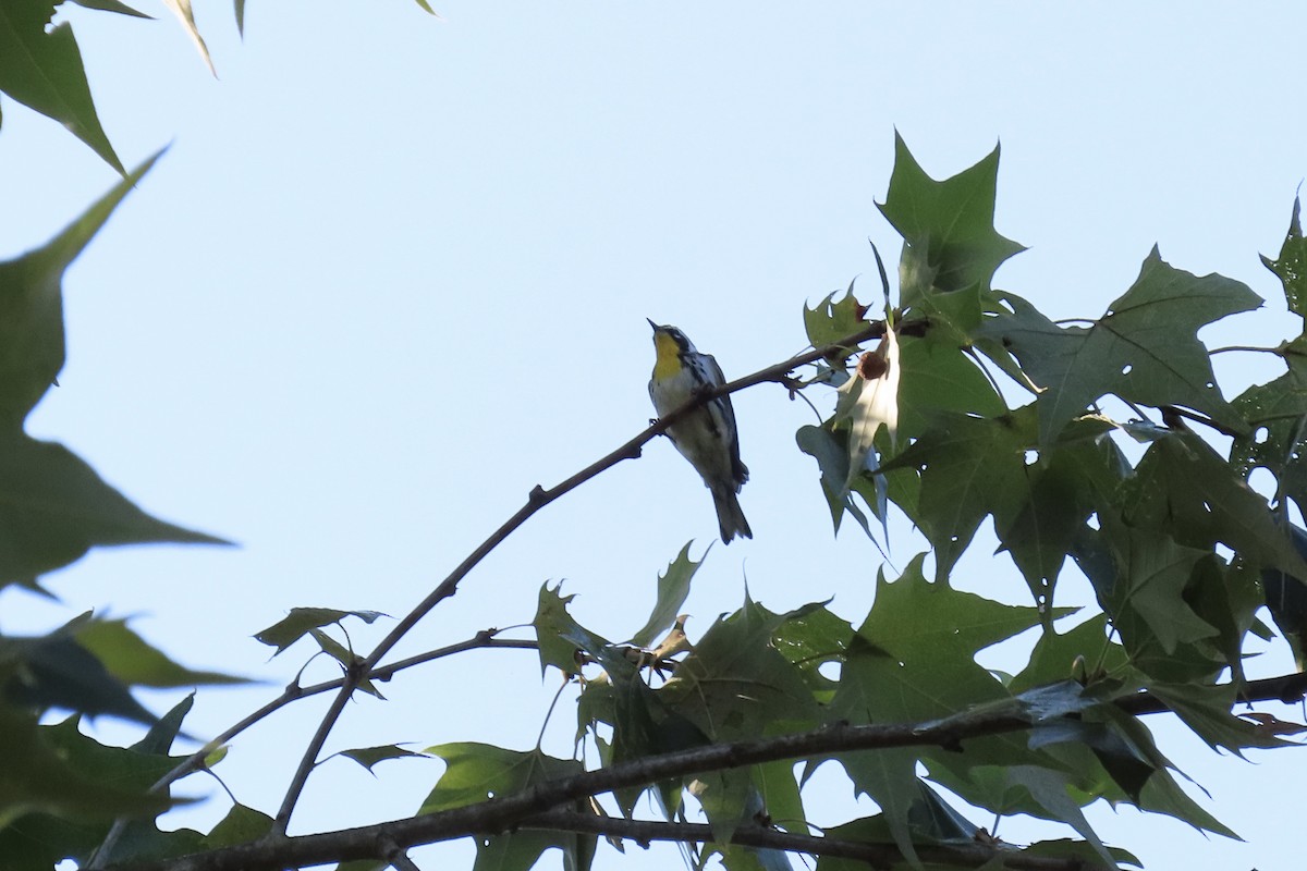 Yellow-throated Warbler - ML642119032