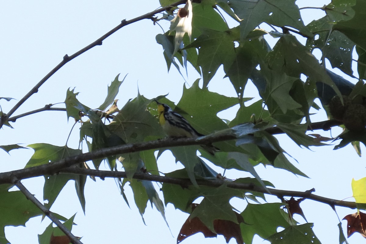 Yellow-throated Warbler - ML642119033