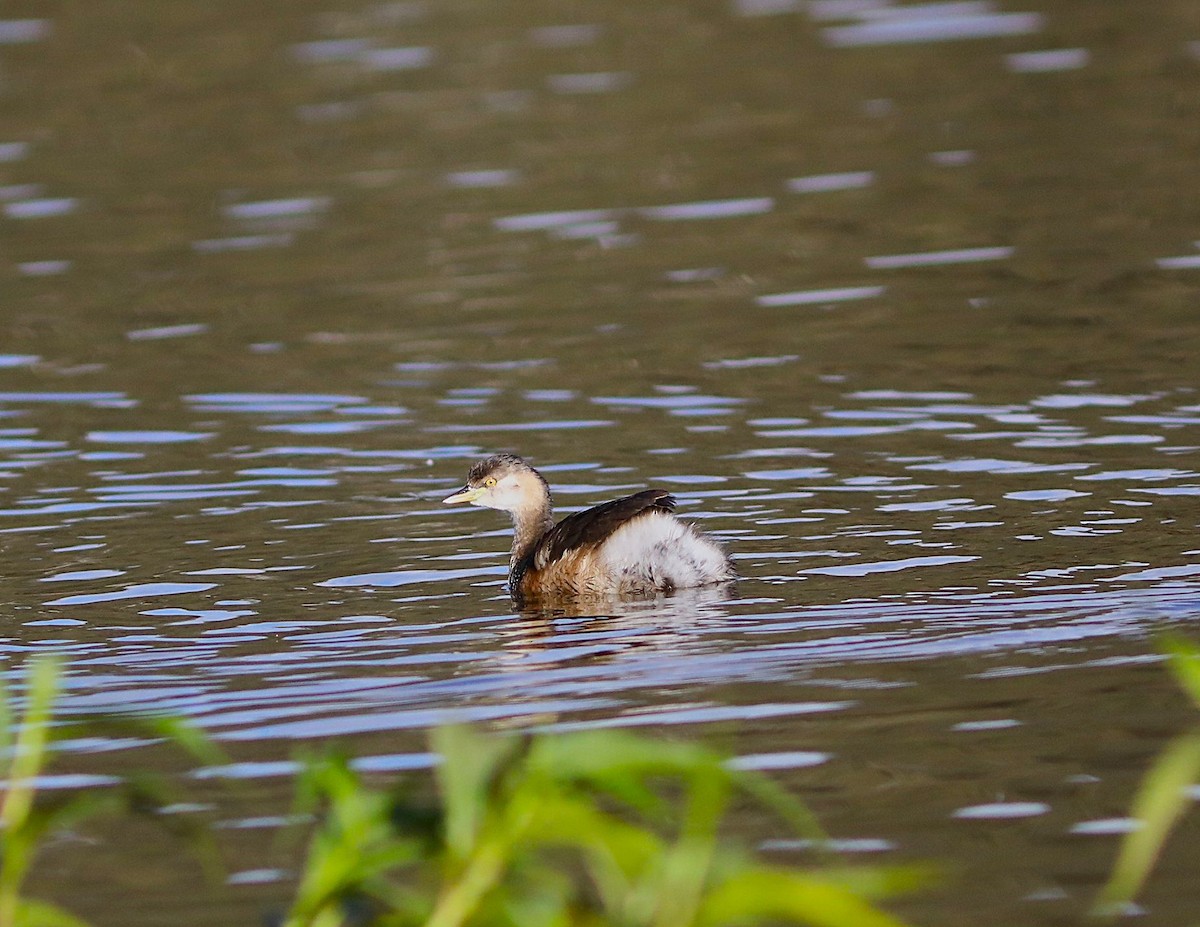 Australasian Grebe - ML642119075
