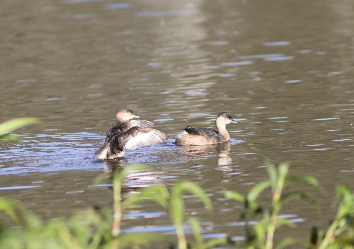 Australasian Grebe - ML642119076