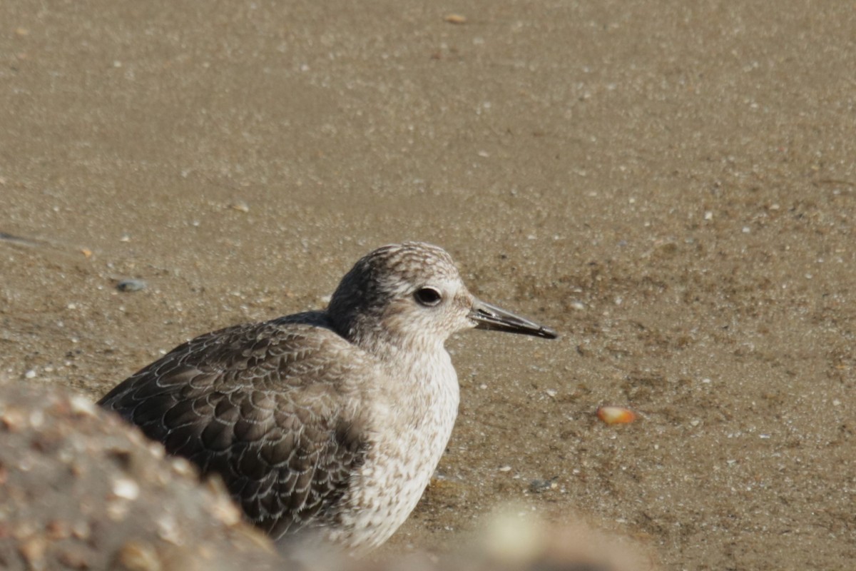 Red Knot - ML642119087