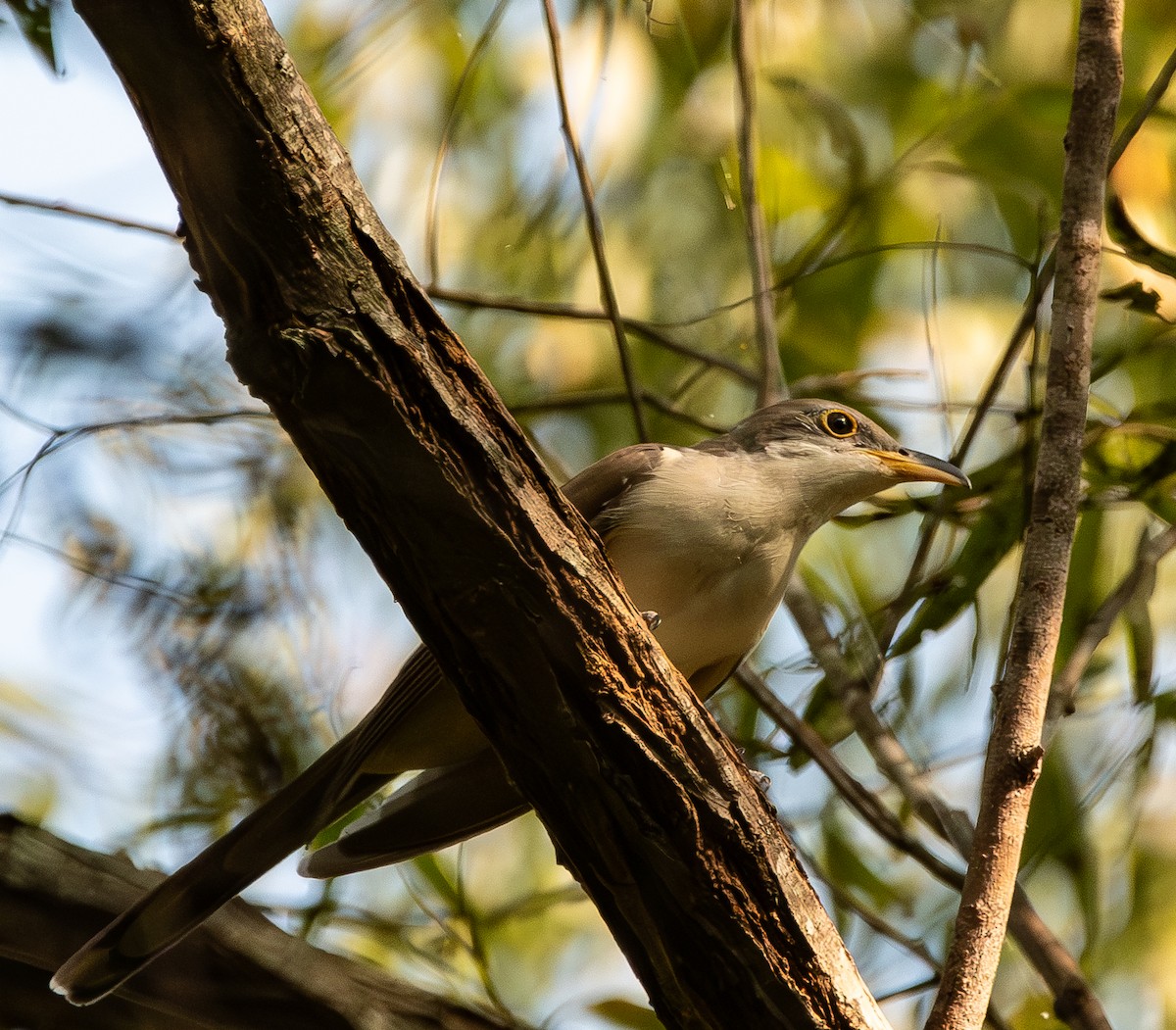 Yellow-billed Cuckoo - ML642119095