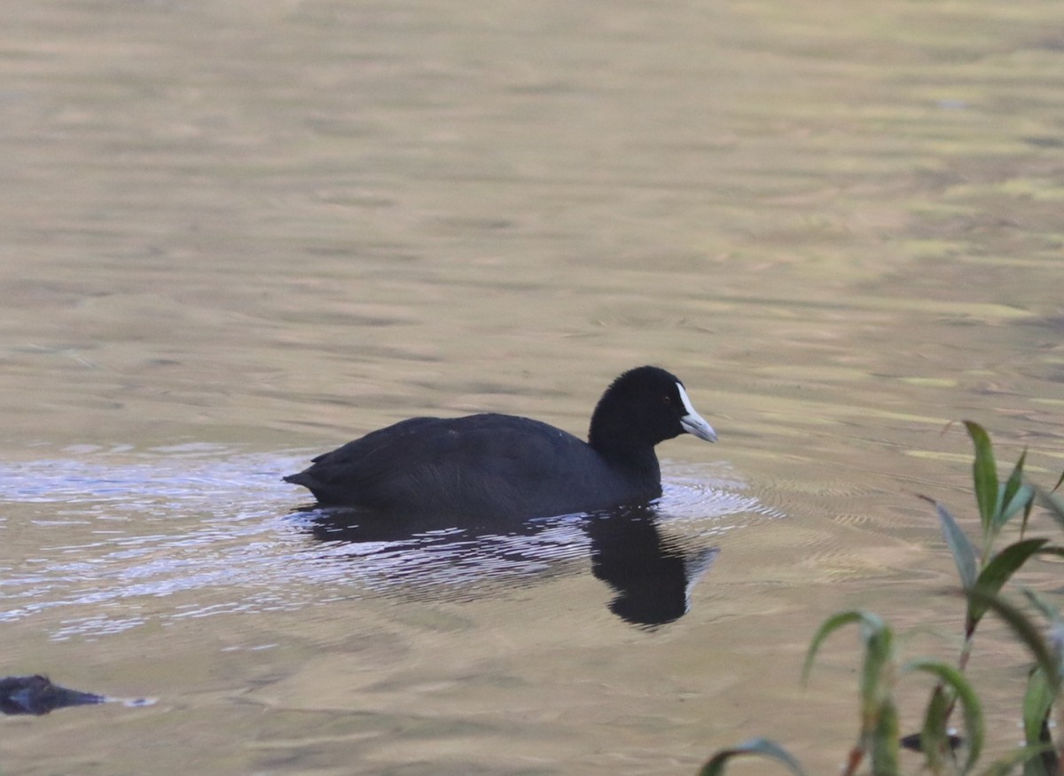 Eurasian Coot - ML642119104
