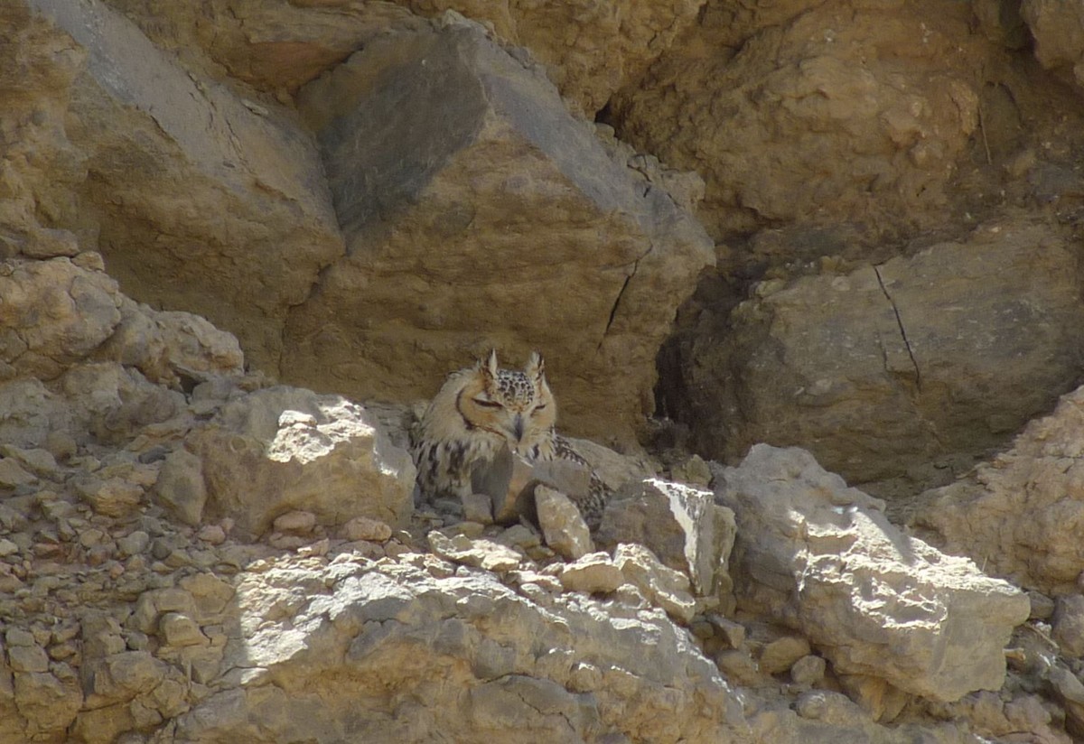 Pharaoh Eagle-Owl - ML642119113