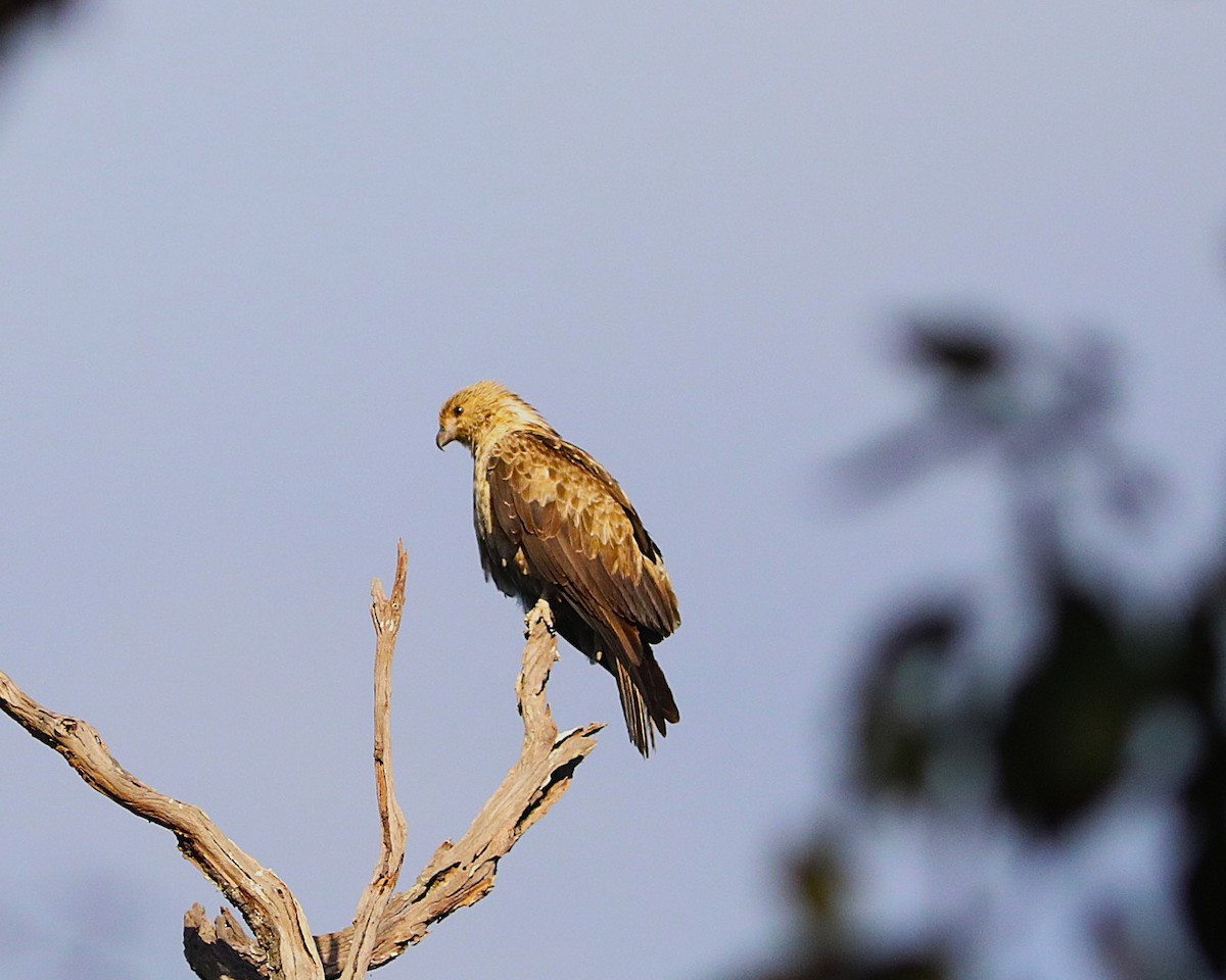 Whistling Kite - ML642119136