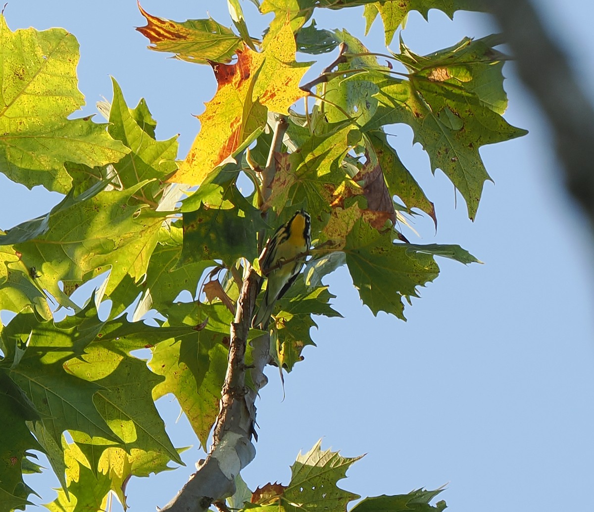 Yellow-throated Warbler - ML642119138