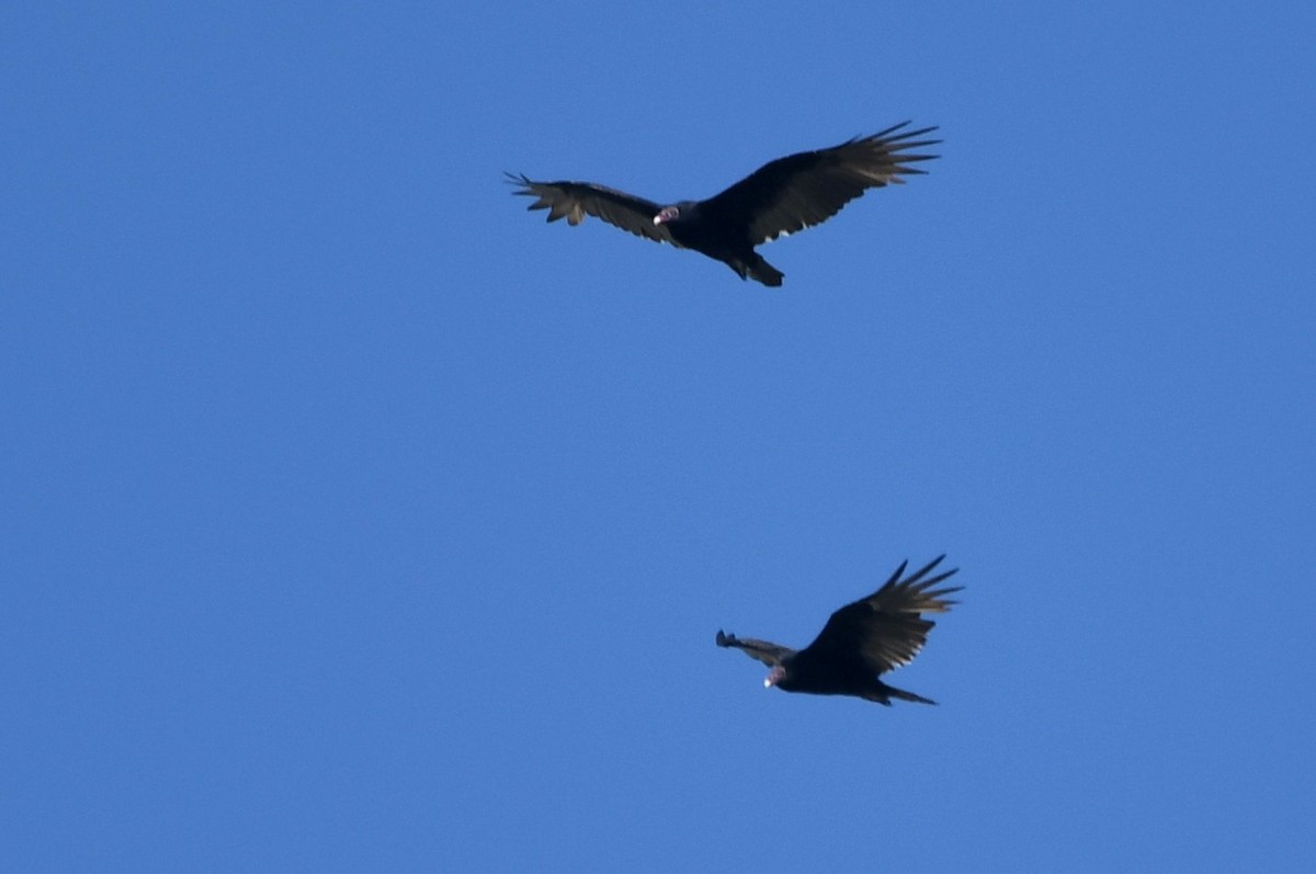 Turkey Vulture - ML642119147
