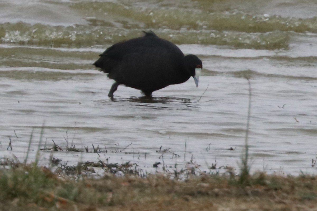 Red-knobbed Coot - ML642119184
