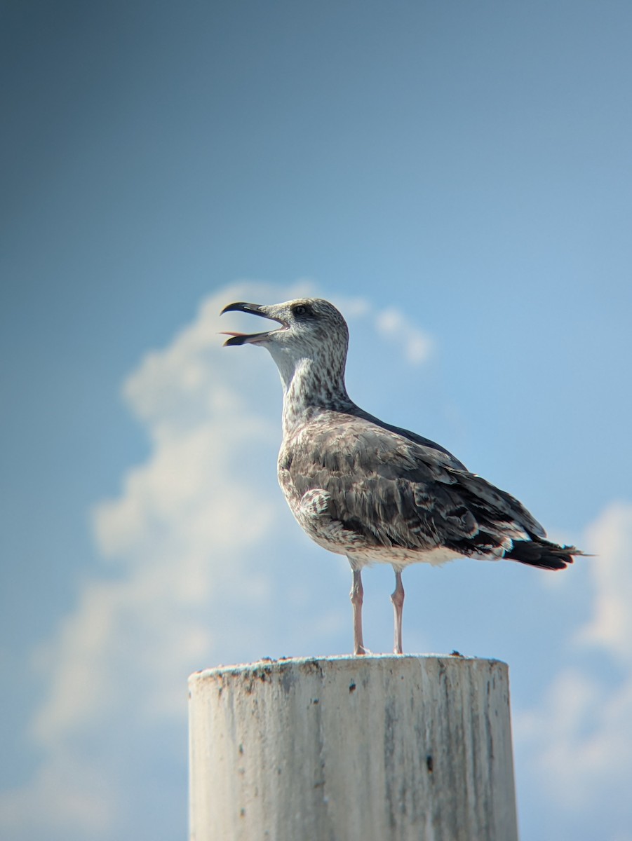 Lesser Black-backed Gull - ML642119198