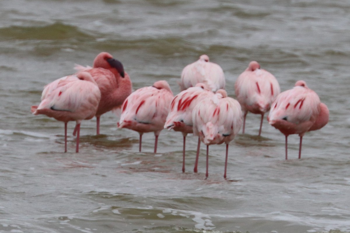 Zwergflamingo - ML642119213