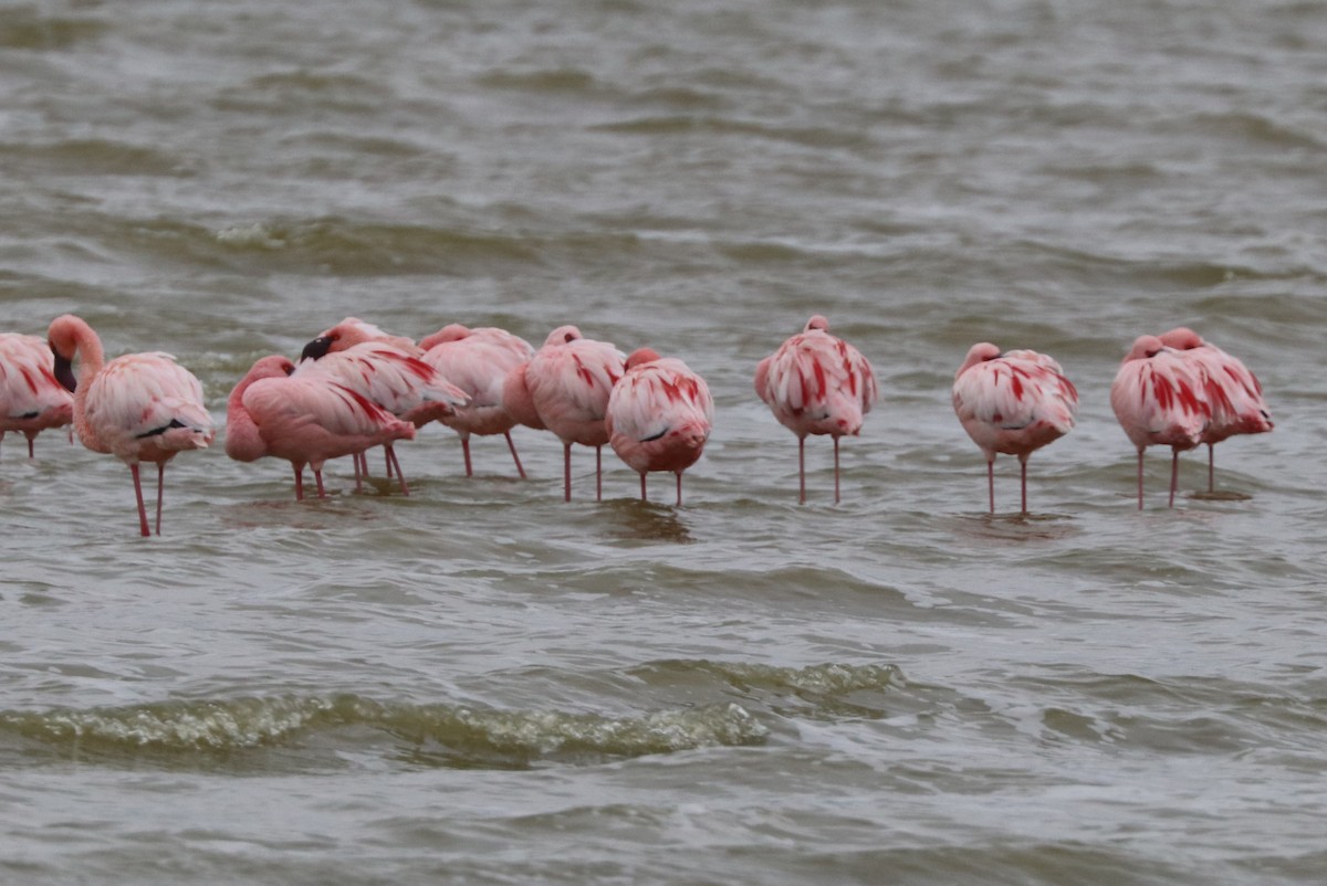 Zwergflamingo - ML642119214