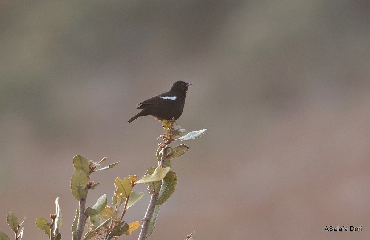 Sooty Chat - ML642119243