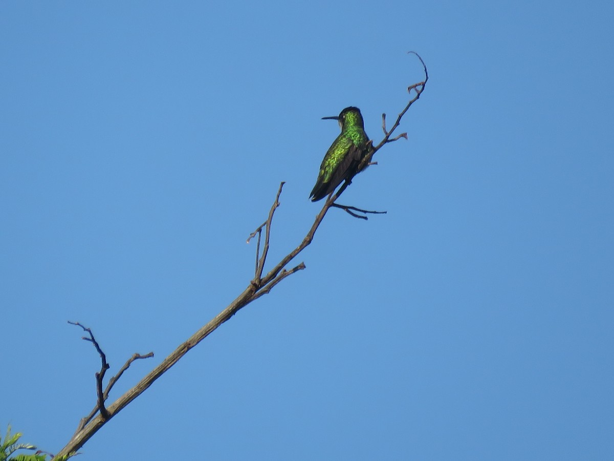 Black-throated Mango - ML642119247