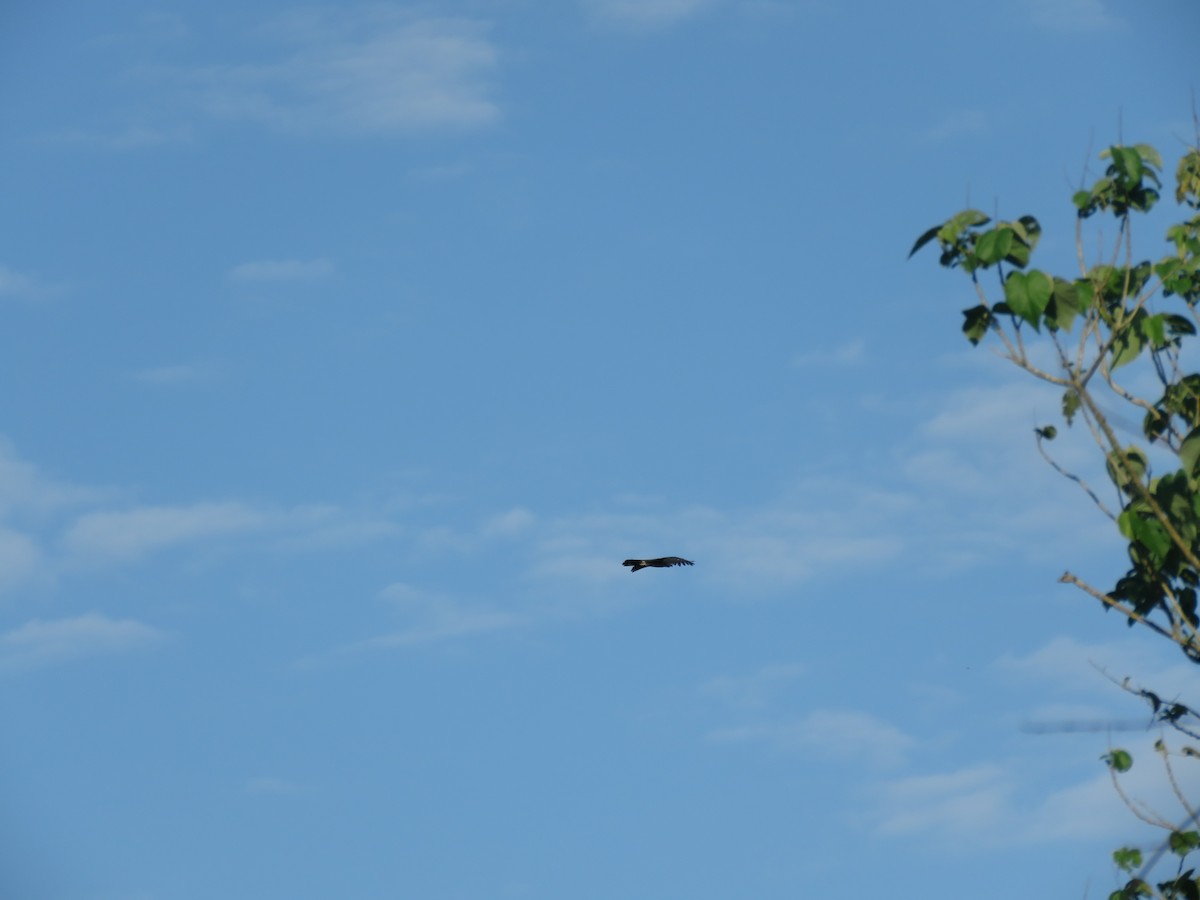 Gray-headed Kite - ML642119256