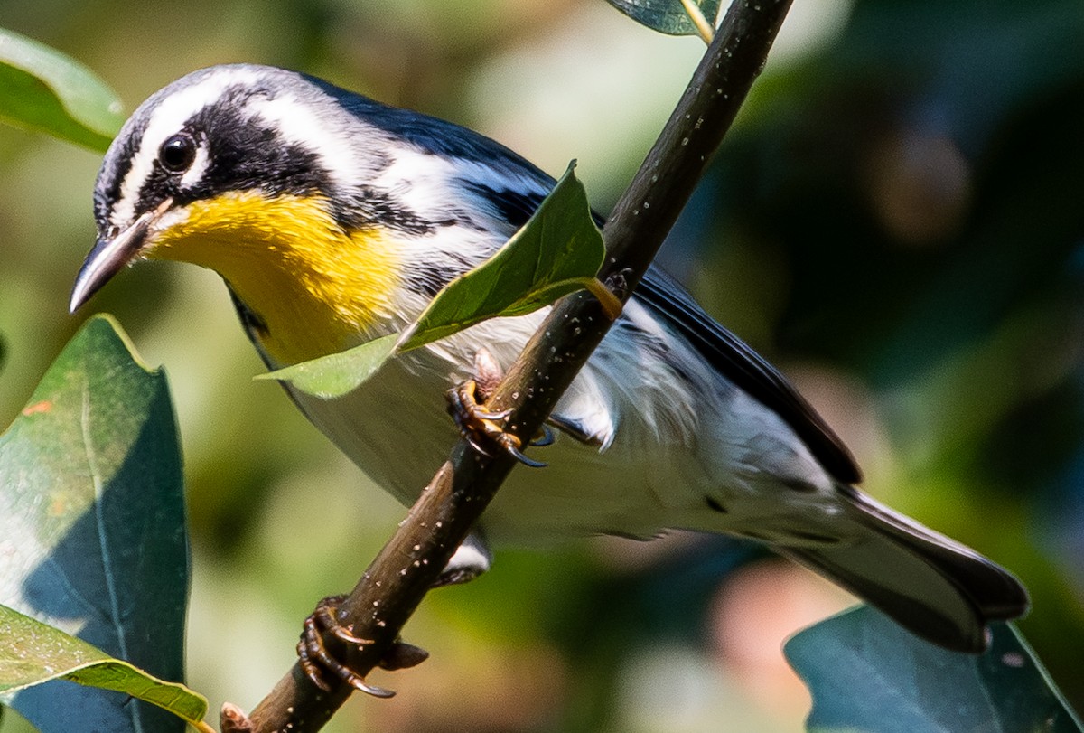 Yellow-throated Warbler - ML642119257