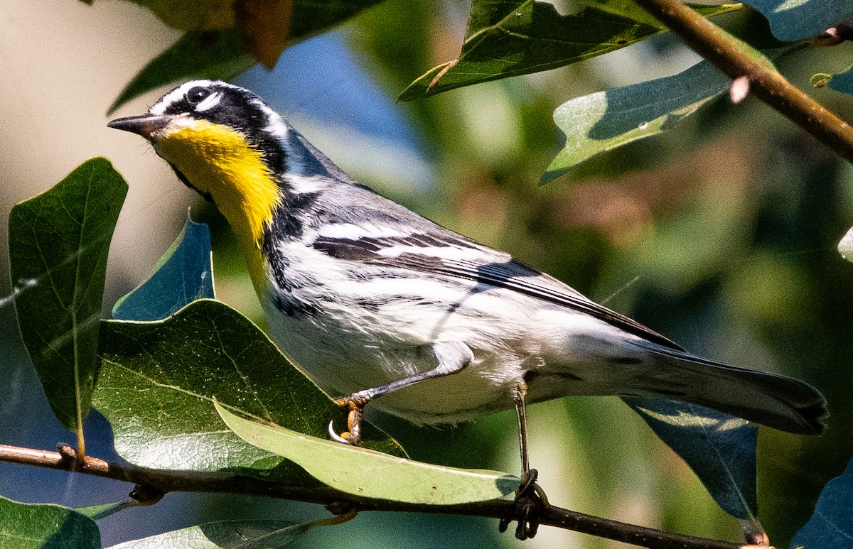 Yellow-throated Warbler - ML642119258