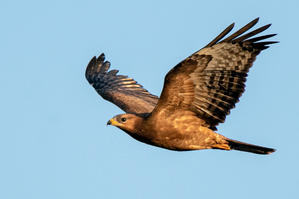 European Honey-buzzard - ML642119260
