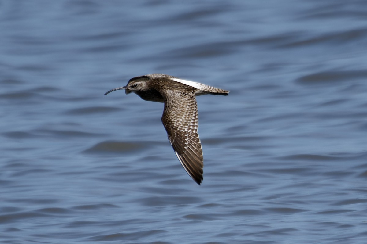 Whimbrel - ML642119268
