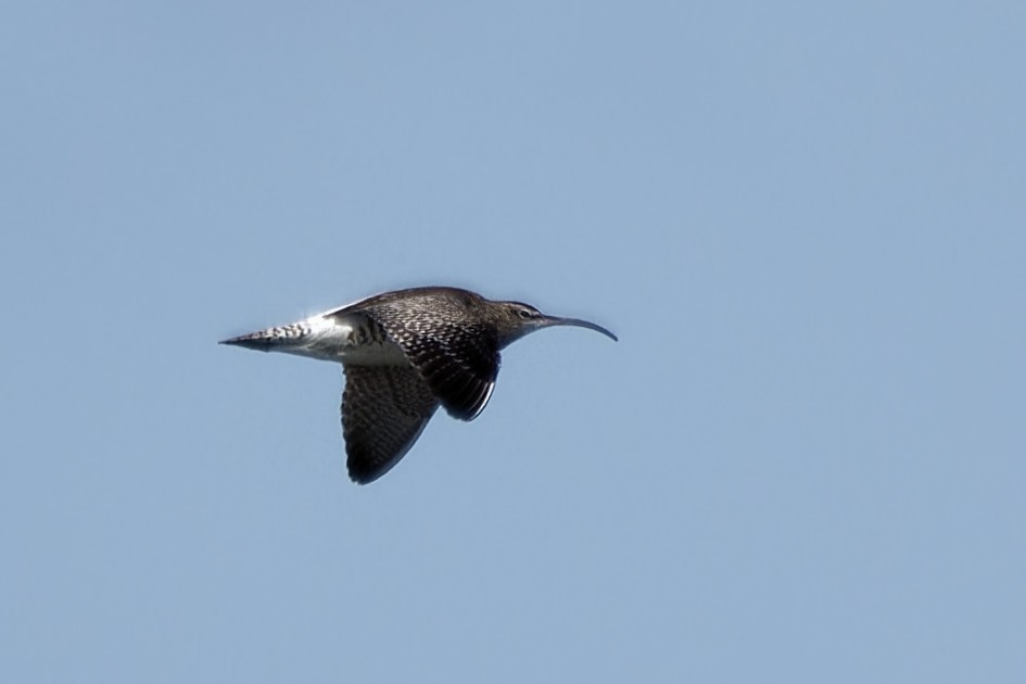 Whimbrel - ML642119270