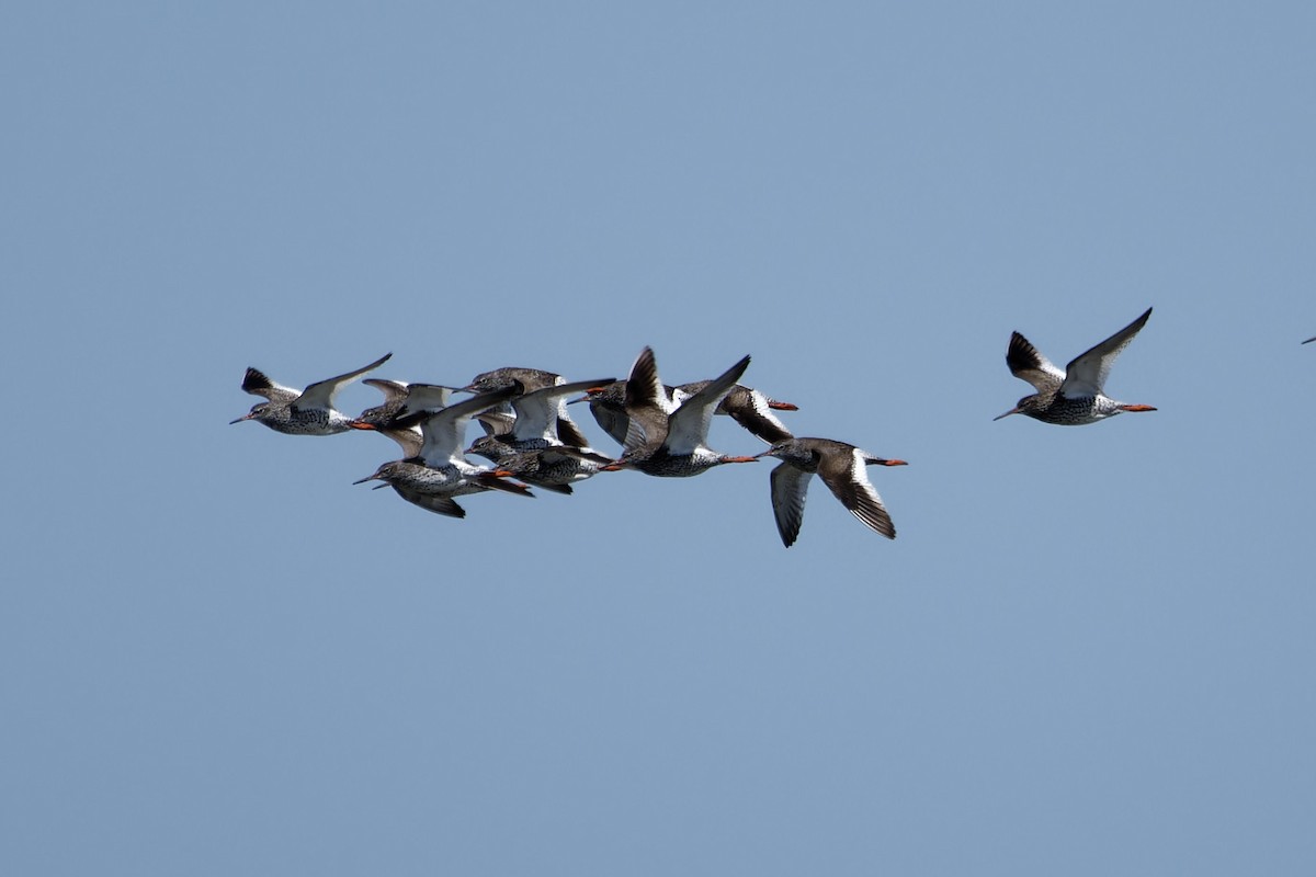 Common Redshank - ML642119273