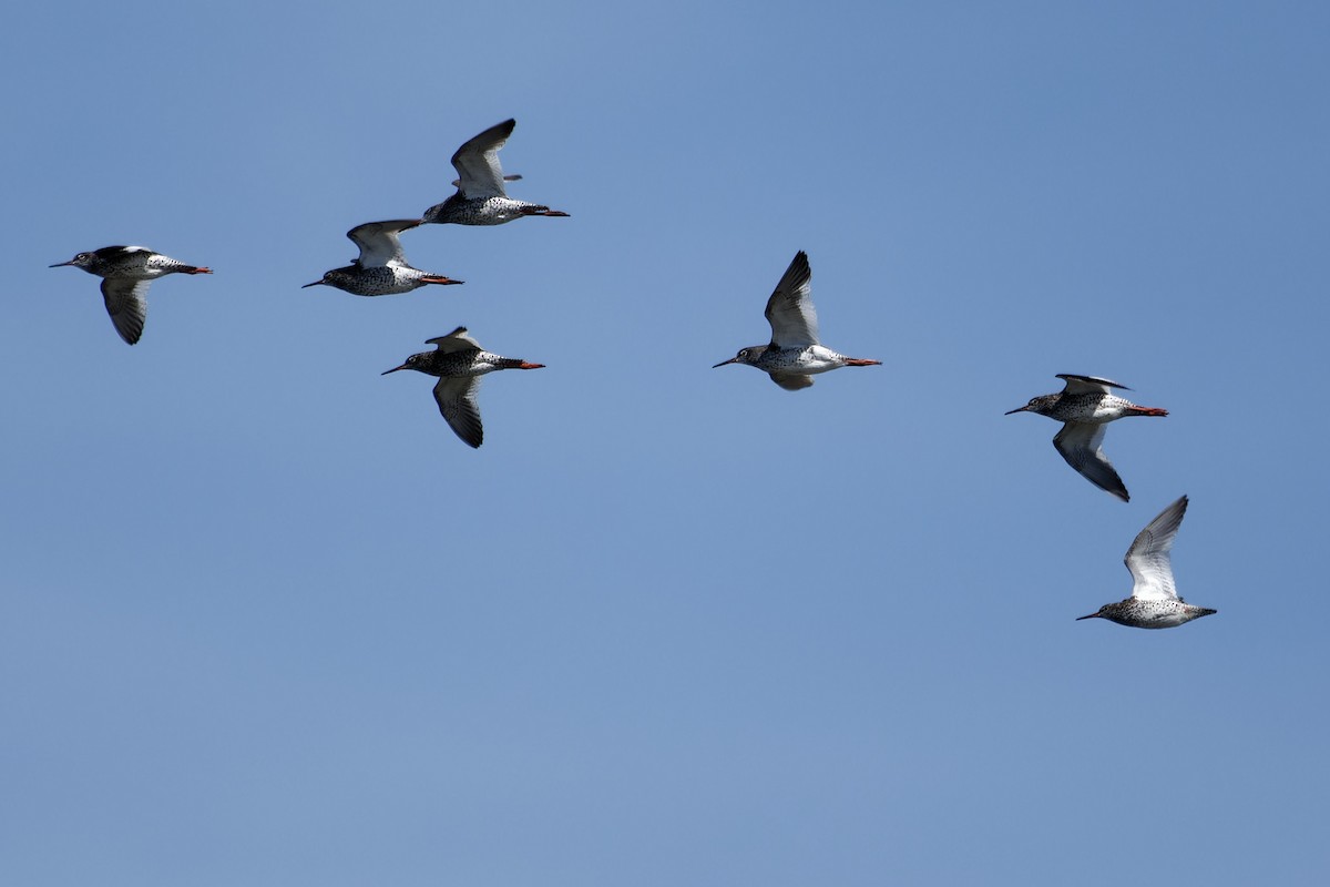 Common Redshank - ML642119274