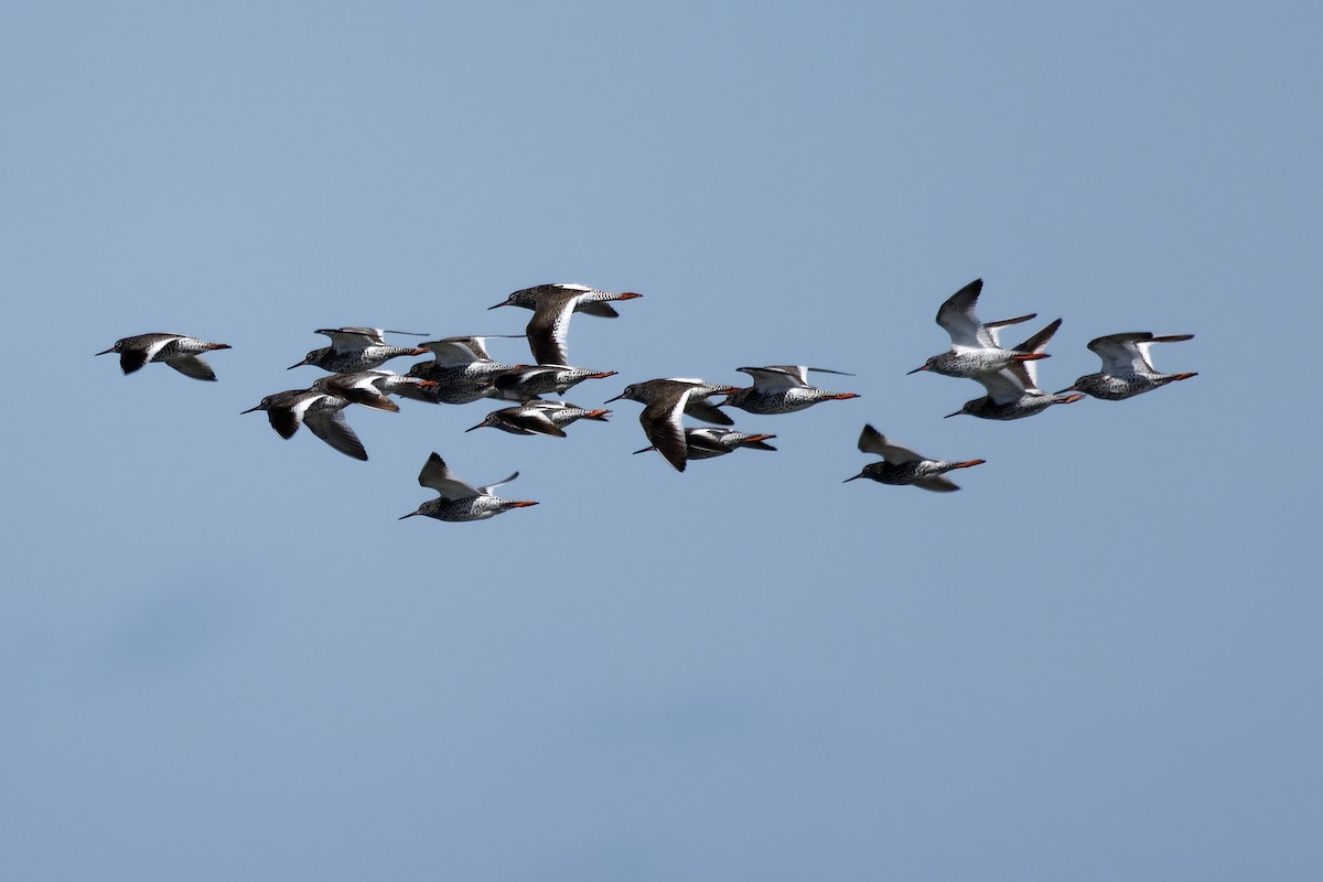 Common Redshank - ML642119275