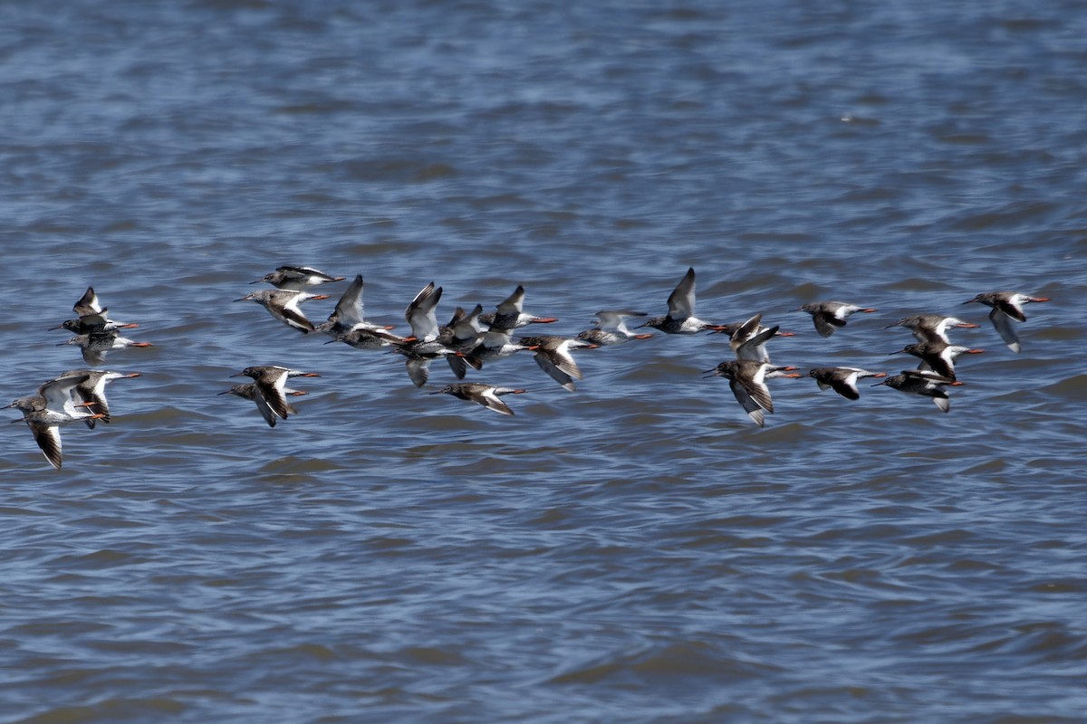 Common Redshank - ML642119276
