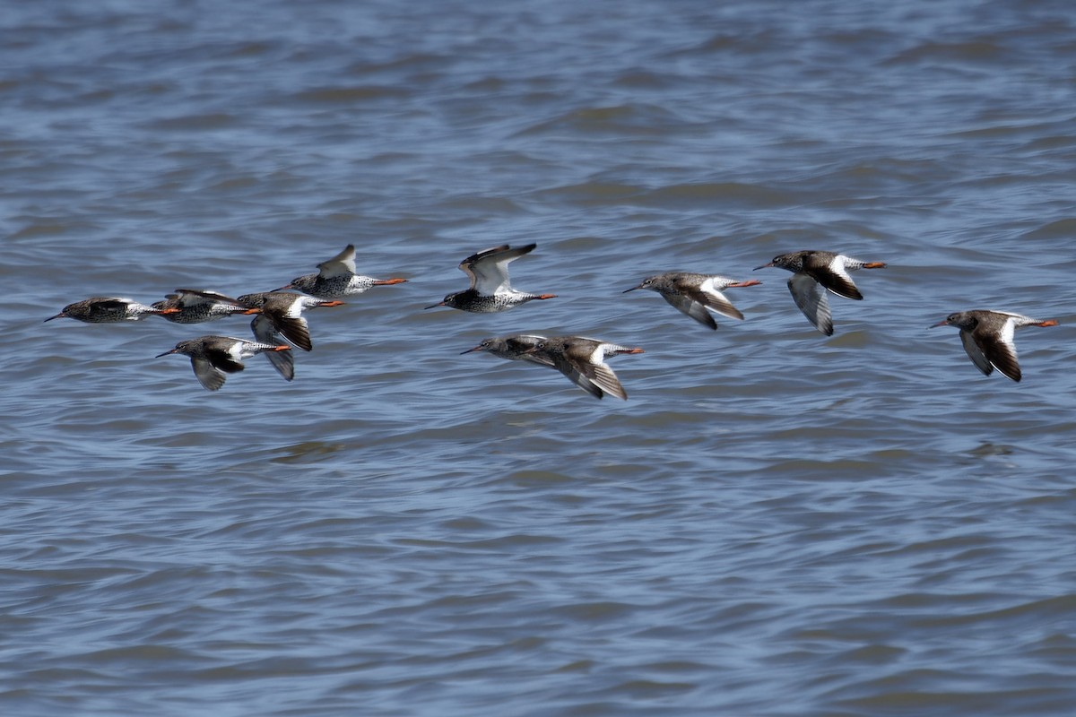 Common Redshank - ML642119278