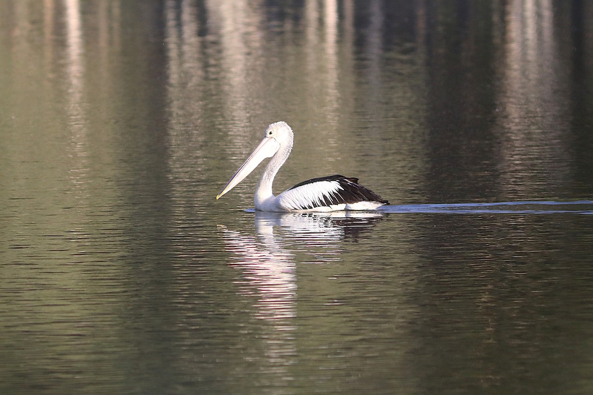 Australian Pelican - ML642119280