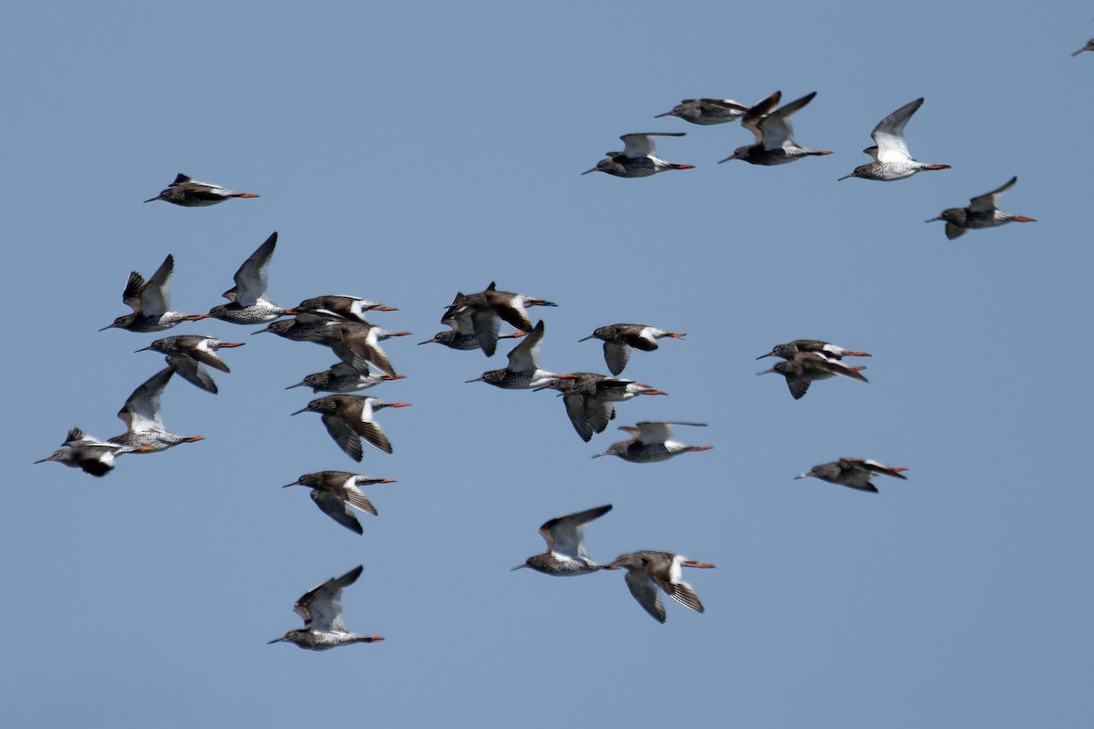 Common Redshank - ML642119284