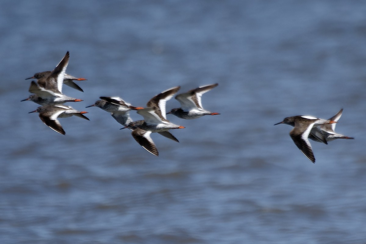 Common Redshank - ML642119285
