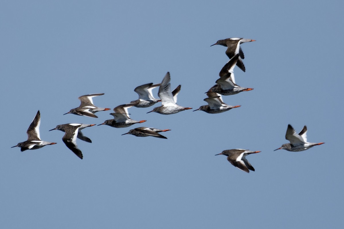 Common Redshank - ML642119287