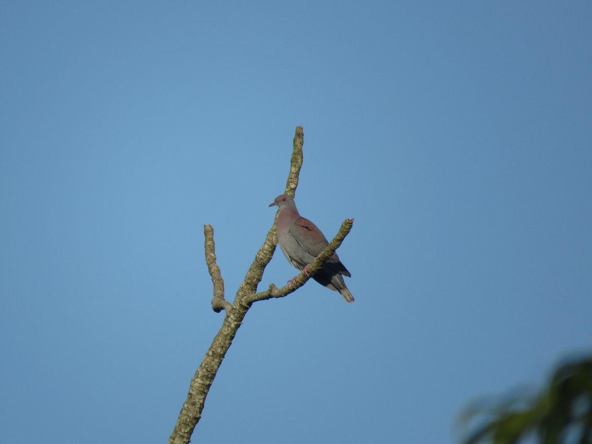 Pale-vented Pigeon - ML642119289