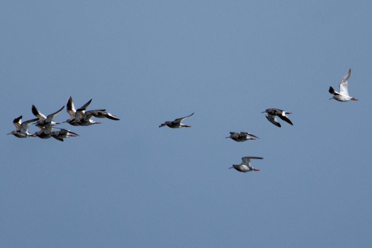Common Redshank - ML642119292