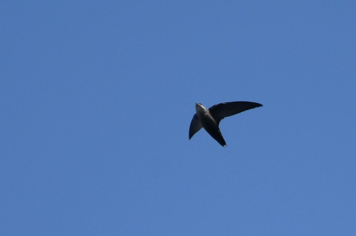 Chimney Swift - ML642119296