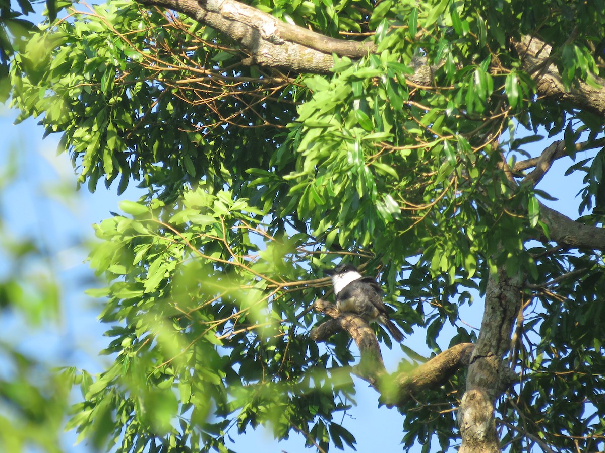 Buff-bellied Puffbird - ML642119303