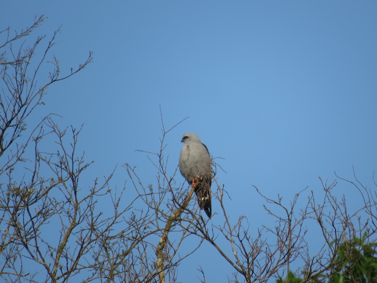Plumbeous Kite - ML642119318